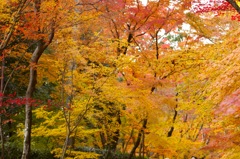 光明寺　紅葉
