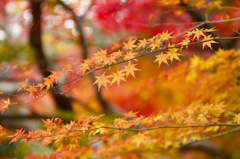 光明寺　紅葉