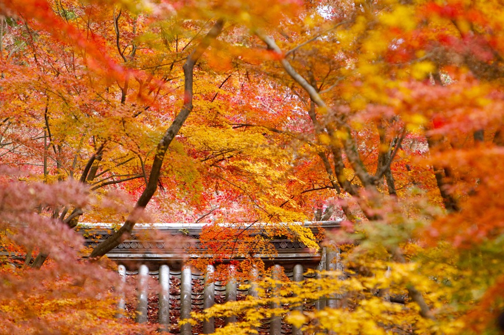 光明寺　紅葉