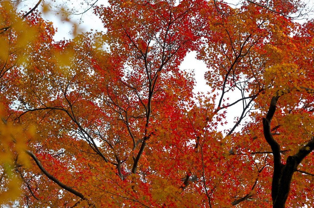 光明寺　紅葉