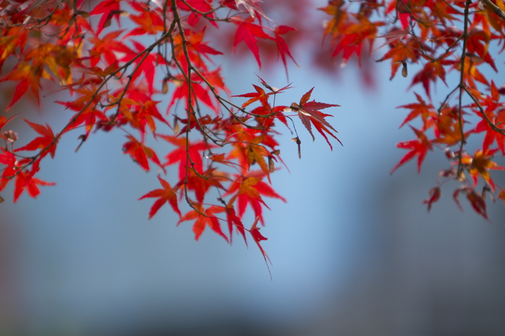 紅葉