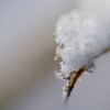 雪の日１