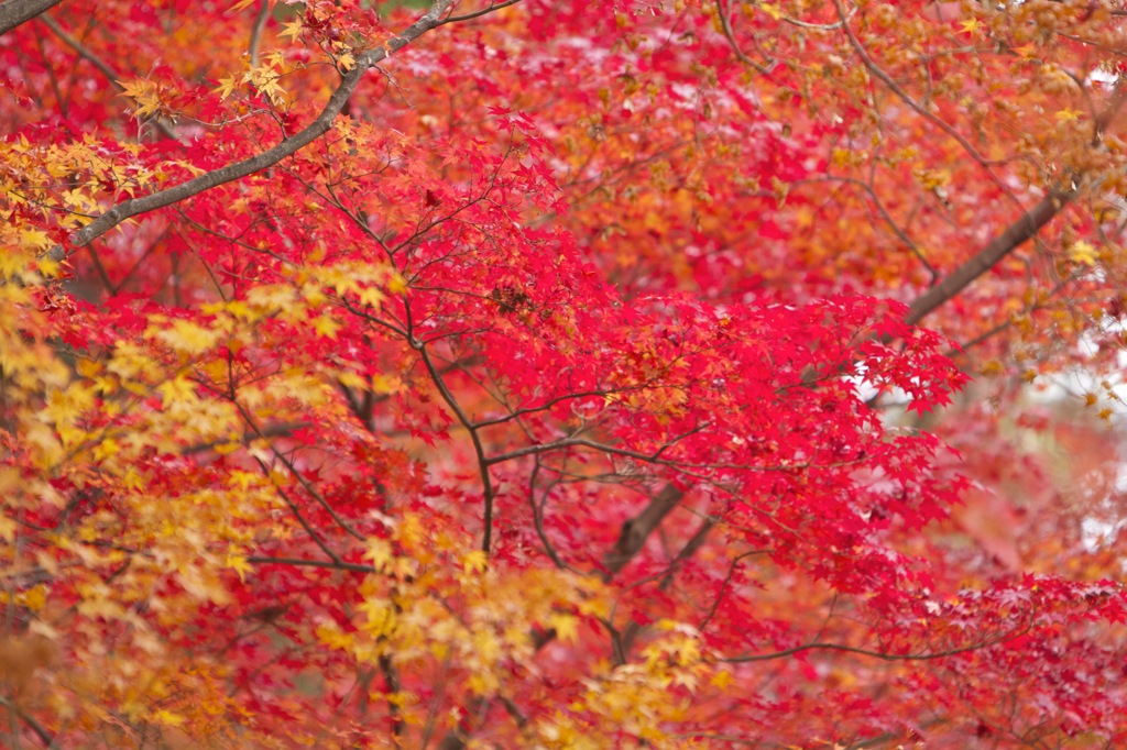 光明寺　紅葉