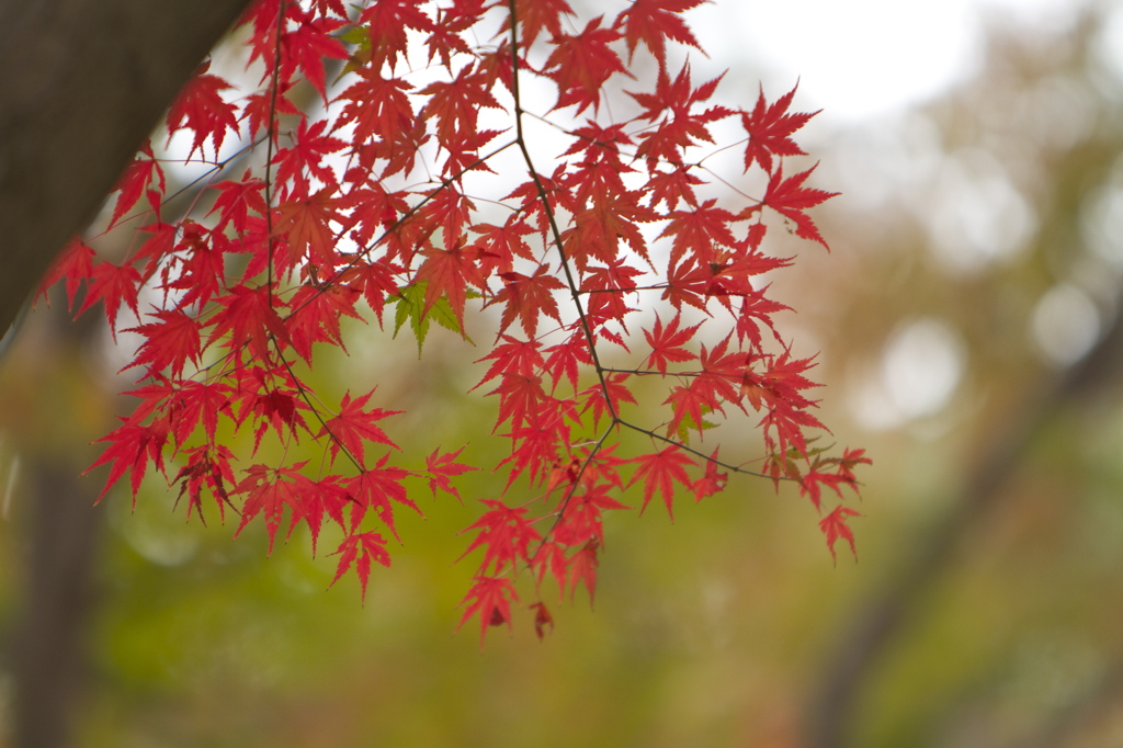 紅葉