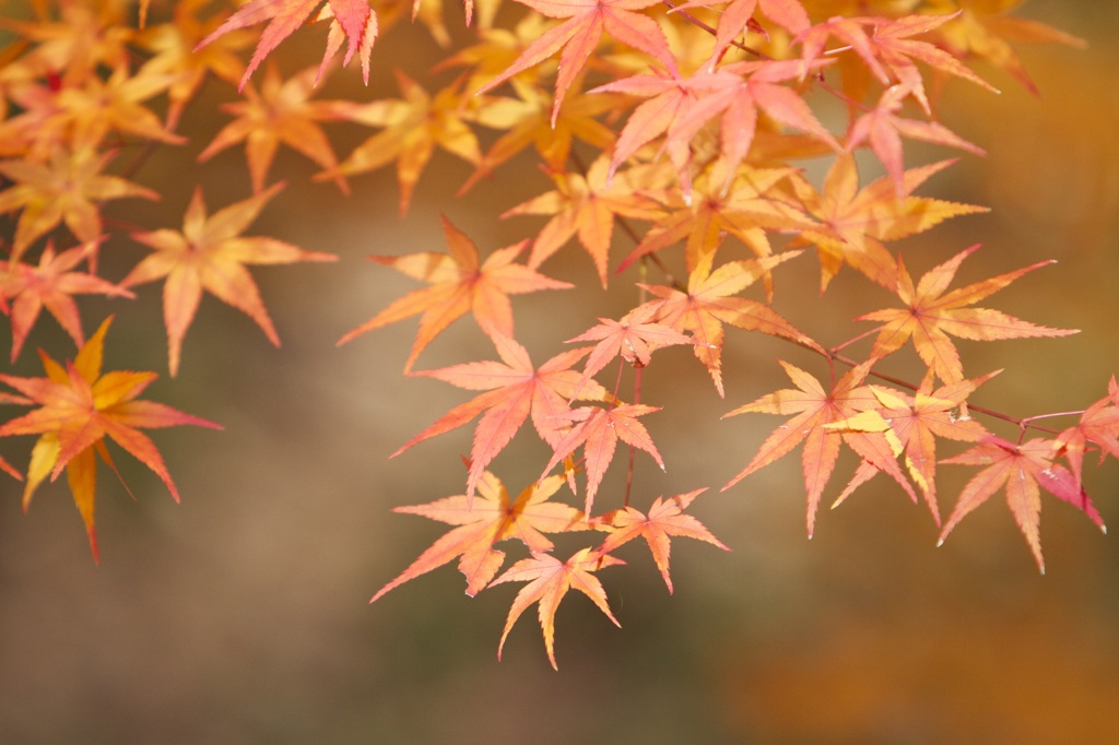 光明寺　紅葉