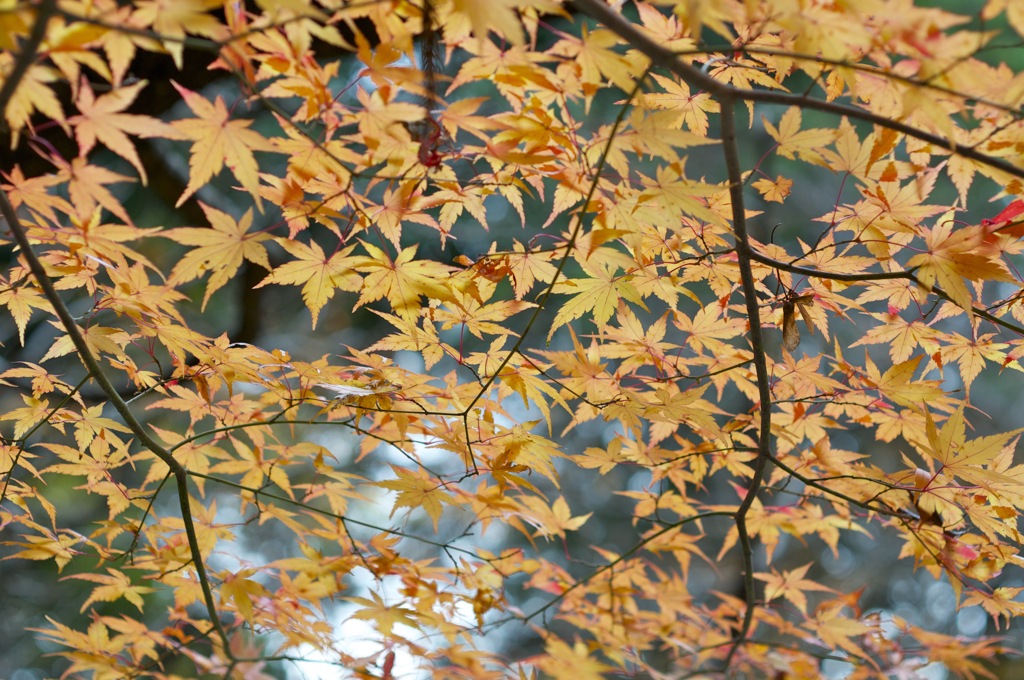 光明寺　紅葉