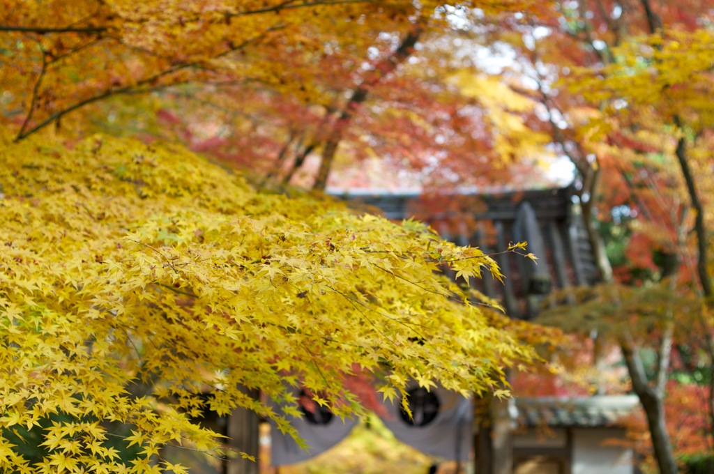 光明寺　紅葉