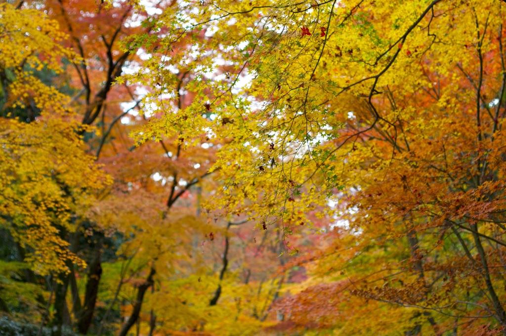 光明寺　紅葉