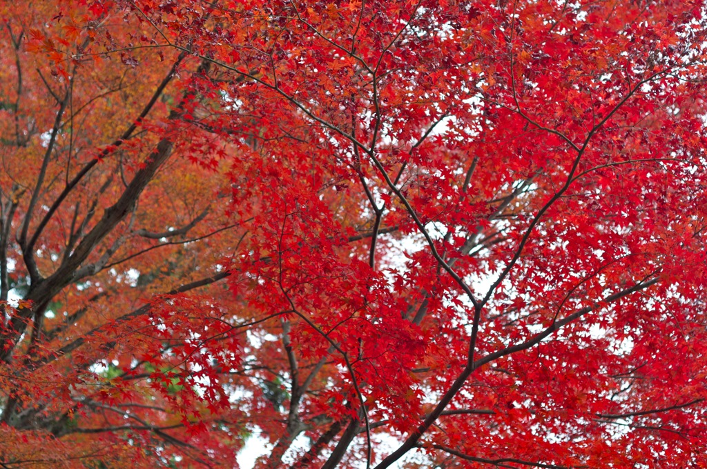 光明寺　紅葉