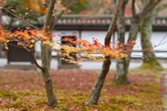 光明寺　紅葉