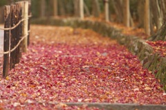 光明寺　紅葉