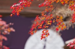 光明寺　紅葉