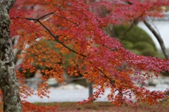 光明寺　紅葉
