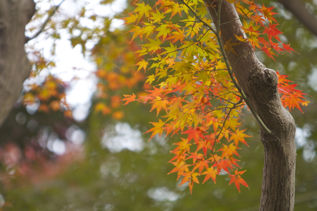 紅葉