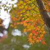 紅葉