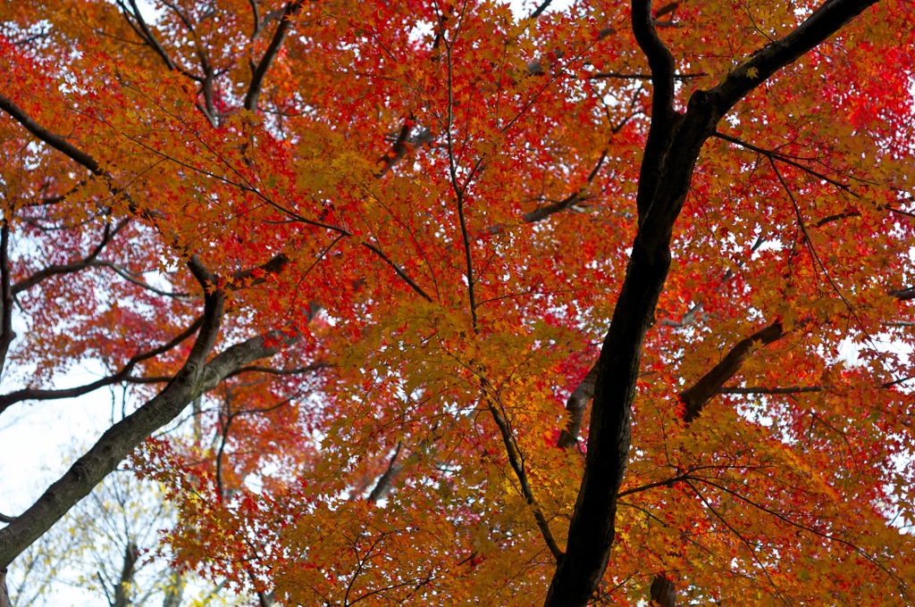 光明寺　紅葉