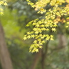 紅葉