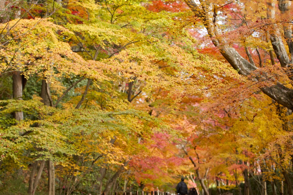 光明寺　紅葉
