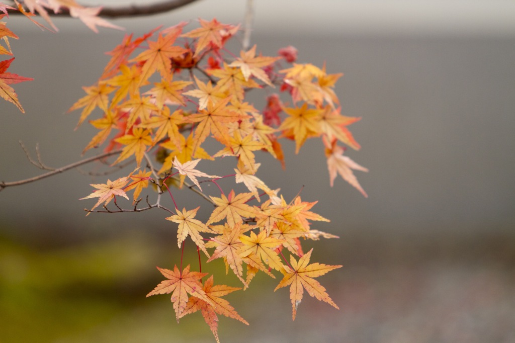光明寺　紅葉