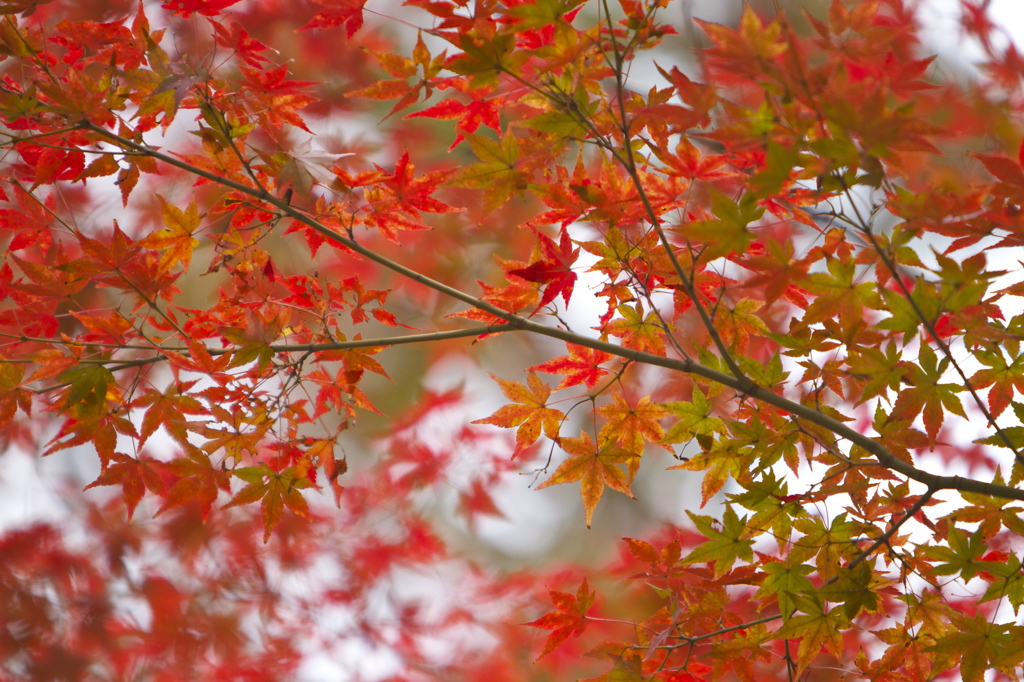 紅葉
