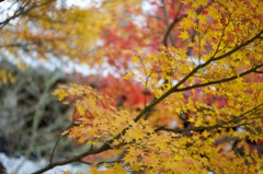 光明寺　紅葉