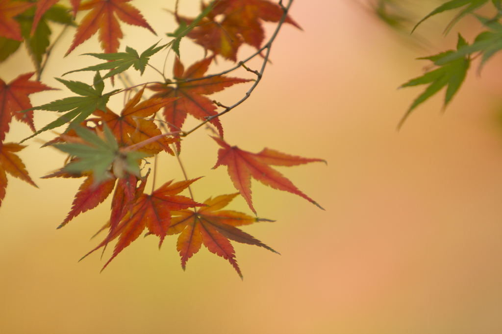 紅葉