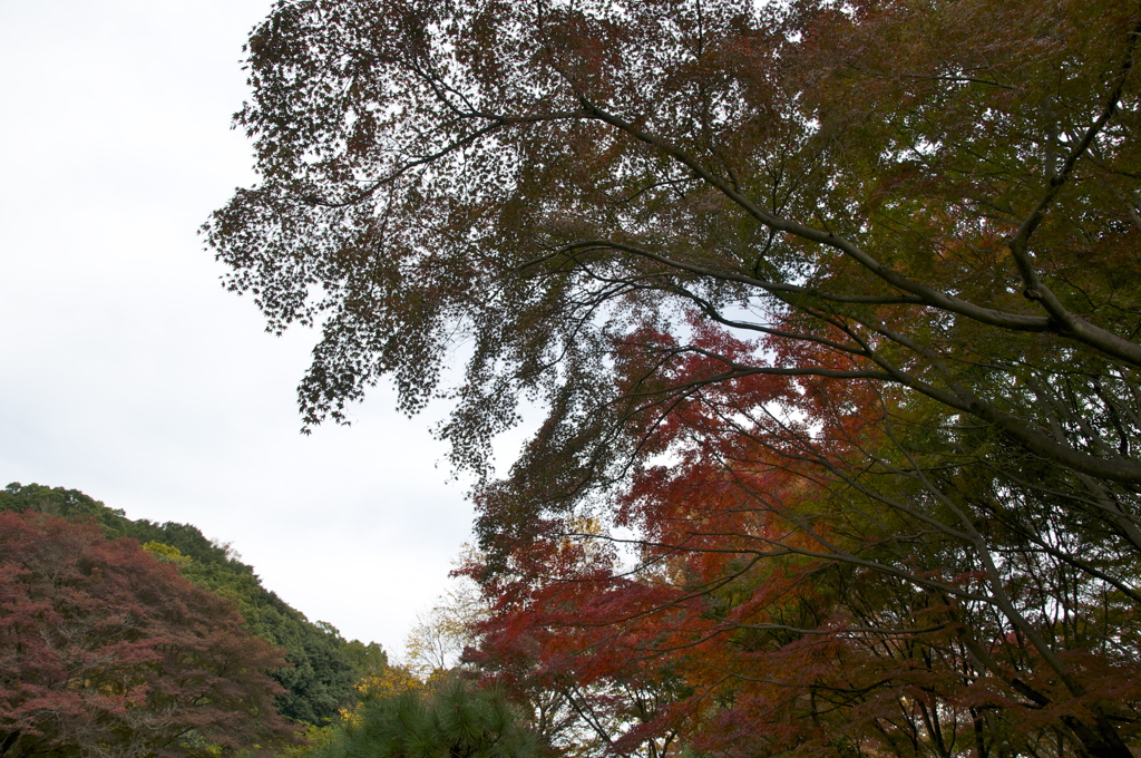 紅葉