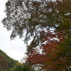 紅葉