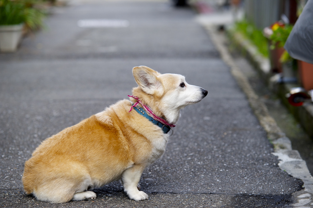 おすわり