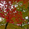 紅葉