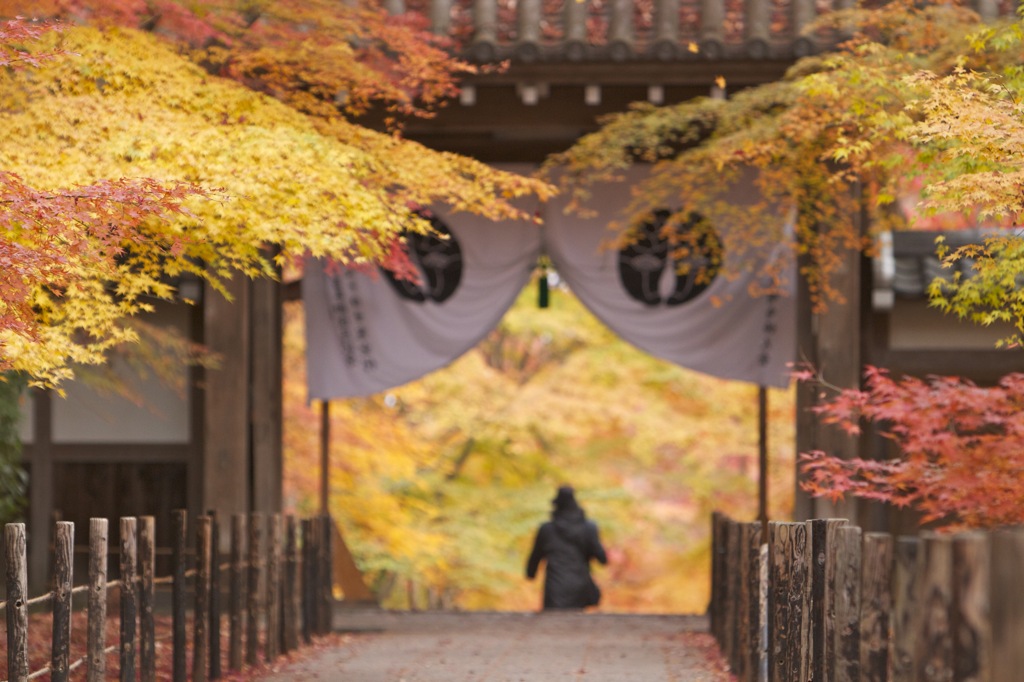 光明寺　紅葉