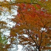 光明寺　紅葉