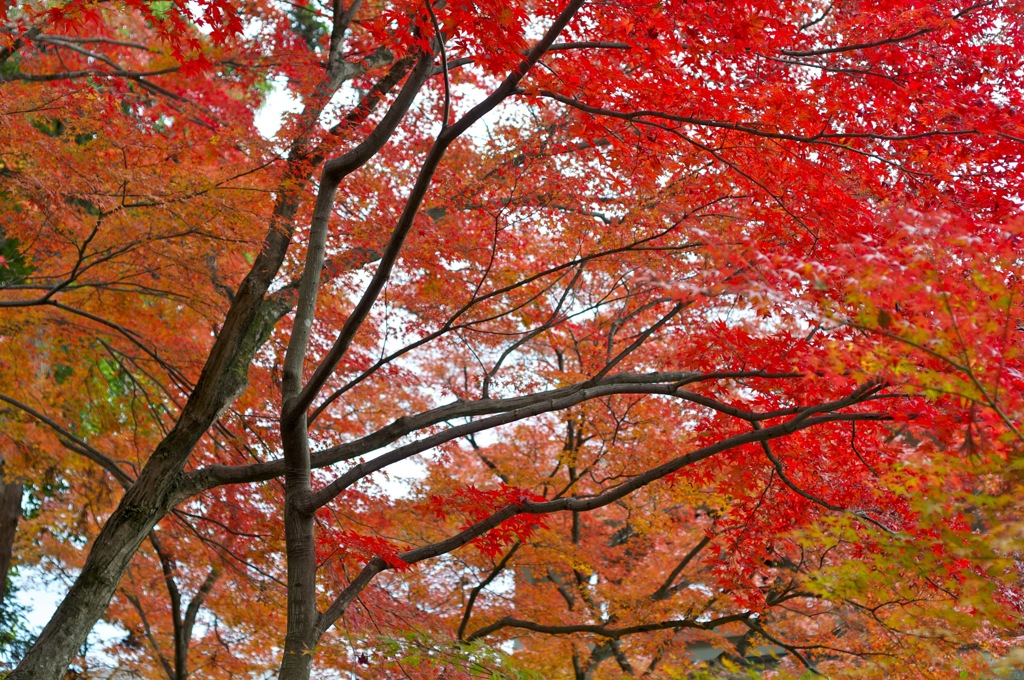 光明寺　紅葉