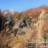 日本民家園