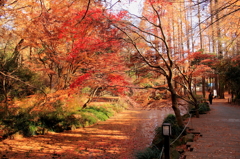 生田緑地の紅葉