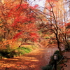 生田緑地の紅葉
