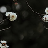 遅刻ですよ - 梅