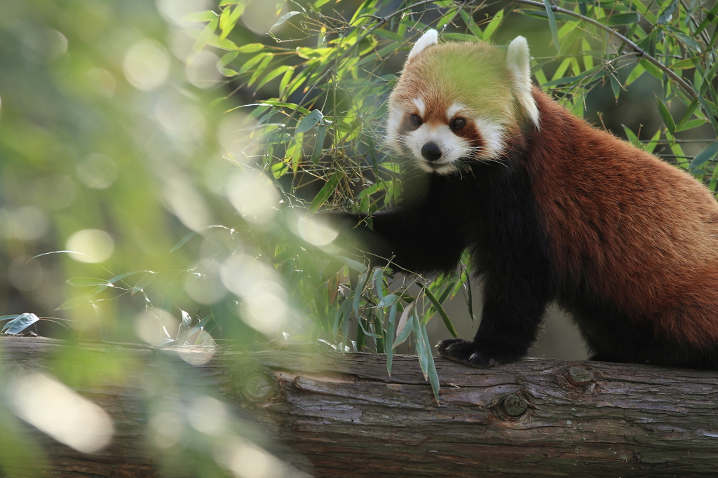 動物園撮影のお約束