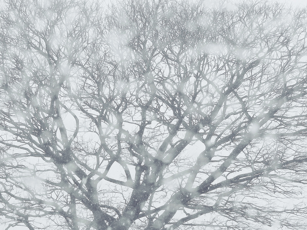 降り始めた雪