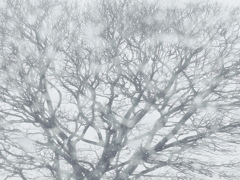 降り始めた雪