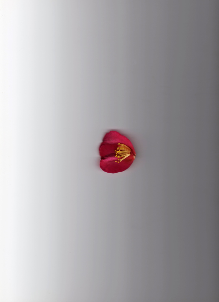 椿 分解と再構築