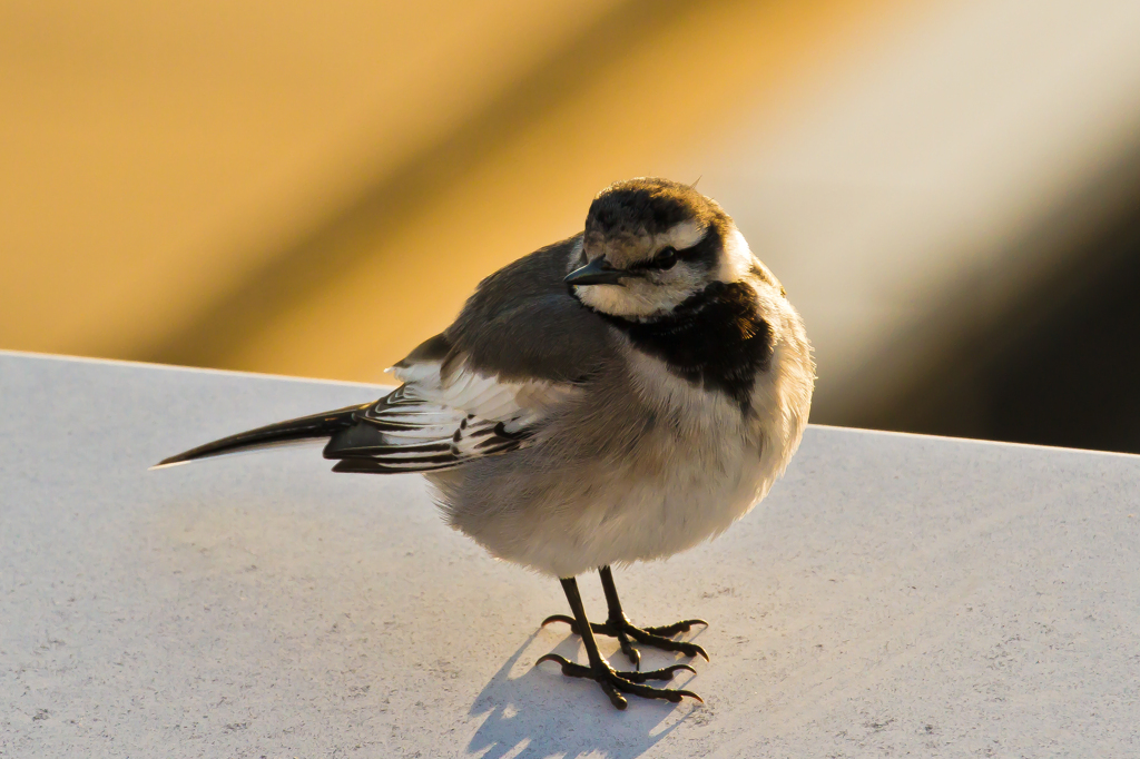 翼のある鳥に成田かったけど・・・