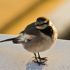 翼のある鳥に成田かったけど・・・