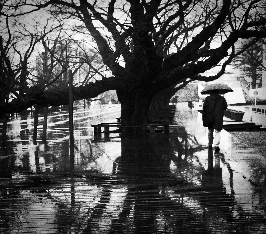Winter Rain