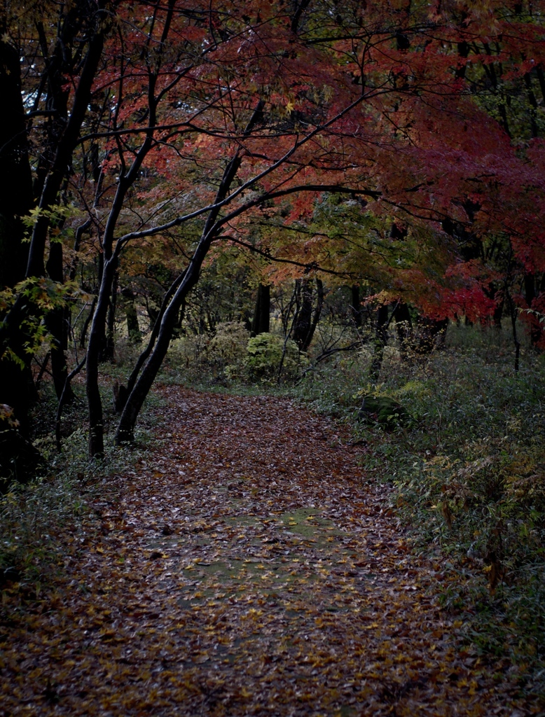 日光 #11