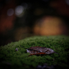 日光 #10
