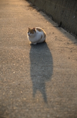 Cat's eye 君は何？見てる