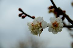 梅に一目惚れ