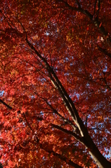 紅葉添田町～小石原～秋月 