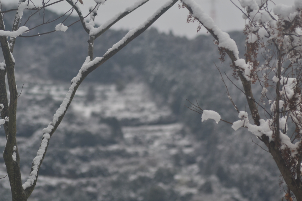 深々と雪積もる